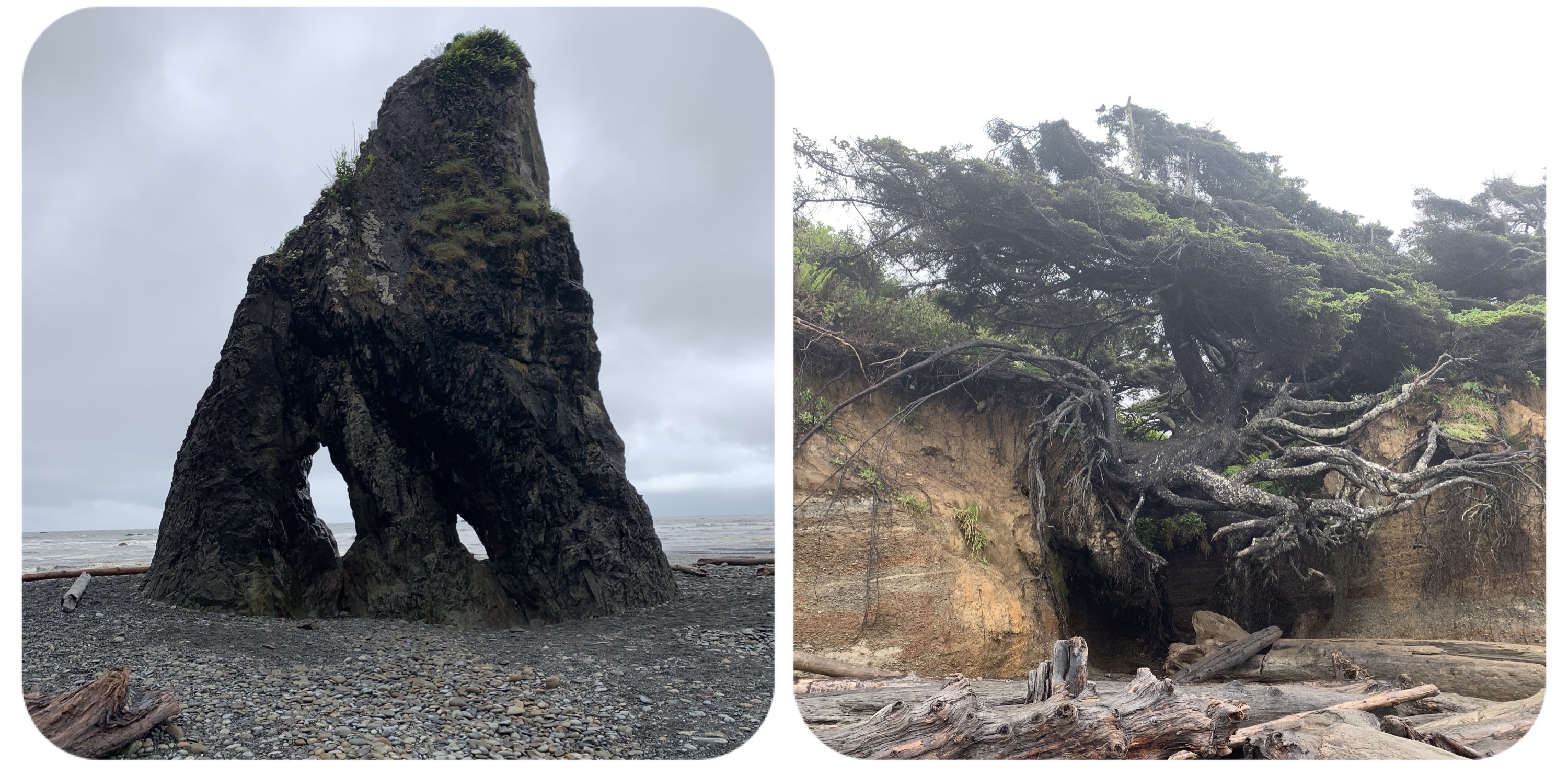 Rock on Ruby beach. Tree of Life.No picture for Kalaloch beach
